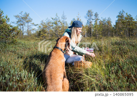 Woman hiker collects fresh wild cranberries at bog on daily walk in forest together with curious dog Woman hiker collects fresh wild cranberries at bog on daily walk in forest together with curious dog 140865095