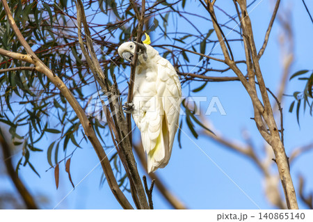 A Sulphur Crested Cockatoo sitting in a tree in the Blue Mountains A Sulphur Crested Cockatoo sitting in a tree in the Blue Mountains 140865140
