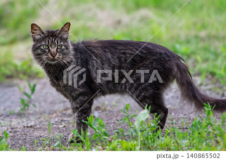 長毛のキジトラ猫 長毛のキジトラ猫 140865502
