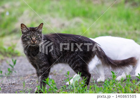 長毛のキジトラ猫 長毛のキジトラ猫 140865505