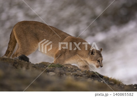 Puma walking in mountain environment, Torres del Paine National Park, Patagonia, Chile. Puma walking in mountain environment, Torres del Paine National Park, Patagonia, Chile. 140865582