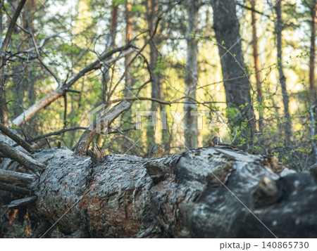 A large fallen tree trunk lies on the forest floor surrounded by tall trees, green grass, and dappled sunlight. A large fallen tree trunk lies on the forest floor surrounded by tall trees, green grass, and dappled sunlight. 140865730