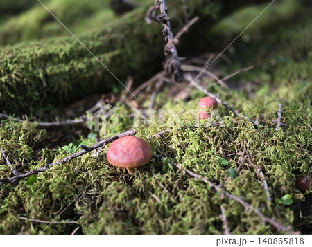 苔のじゅうたんに生えるハナイグチ 苔のじゅうたんに生えるハナイグチ 140865818