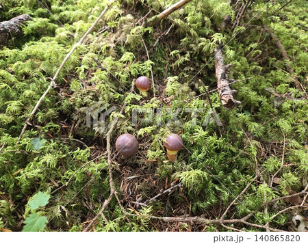苔むした斜面に群生するハナイグチ 苔むした斜面に群生するハナイグチ 140865820