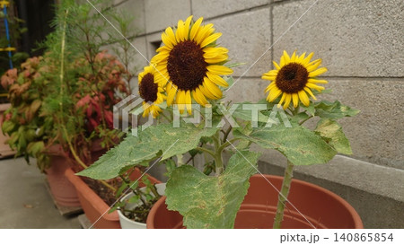 東京の夏の庭先を元気に彩る向日葵の鉢植え 東京の夏の庭先を元気に彩る向日葵の鉢植え 140865854