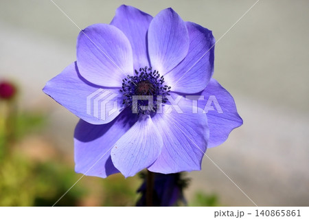 鮮やか アネモネの花 鮮やか アネモネの花 140865861