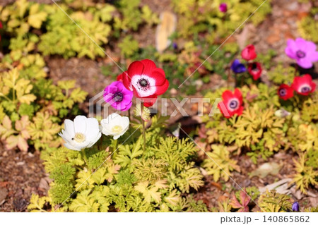 鮮やか　アネモネの花 140865862