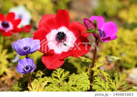 鮮やか アネモネの花 鮮やか アネモネの花 140865863