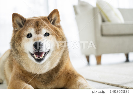 リビングでくつろぐ柴犬 リビングでくつろぐ柴犬 140865885