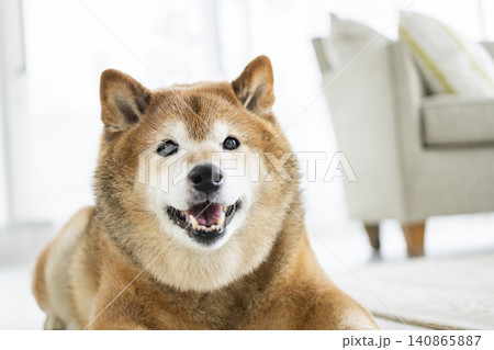 リビングでくつろぐ柴犬 リビングでくつろぐ柴犬 140865887