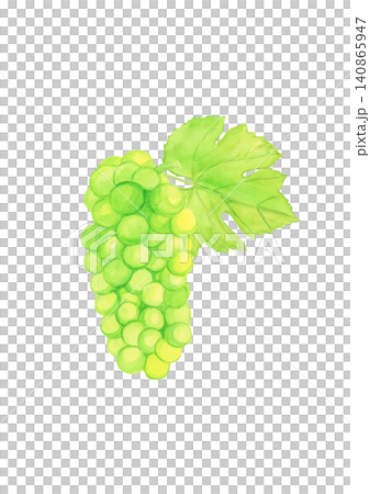 Hand-painted watercolor illustration of white grapes with leaves on a white background. Fruit material. Hand-painted watercolor illustration of white grapes with leaves on a white background. Fruit material. 140865947