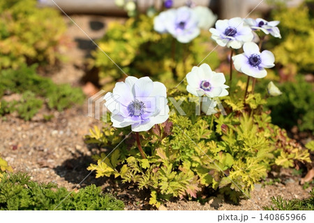 爽やか アネモネの花 爽やか アネモネの花 140865966