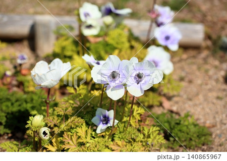 爽やか アネモネの花 爽やか アネモネの花 140865967