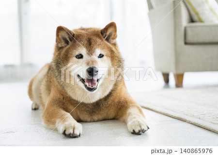 リビング　柴犬　笑顔　 140865976