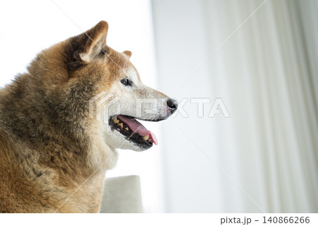 リビング 柴犬 笑顔 横顔 リビング 柴犬 笑顔 横顔 140866266