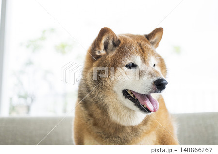 リビング 柴犬 笑顔 リビング 柴犬 笑顔 140866267