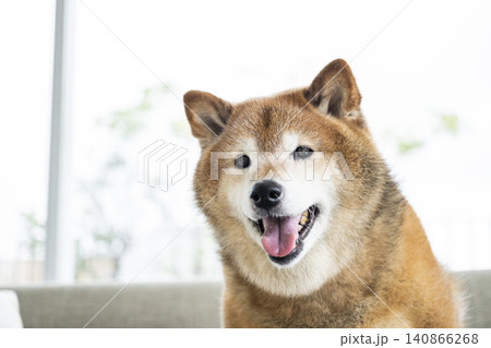 リビング 柴犬 笑顔 カメラ目線 リビング 柴犬 笑顔 カメラ目線 140866268