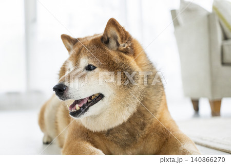 リビング　柴犬　笑顔　 140866270