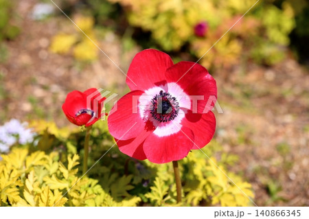 鮮やか アネモネの花 鮮やか アネモネの花 140866345