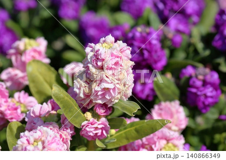 爽やか 春花 ストックの花 爽やか 春花 ストックの花 140866349