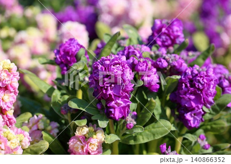 爽やか 春花 ストックの花 爽やか 春花 ストックの花 140866352
