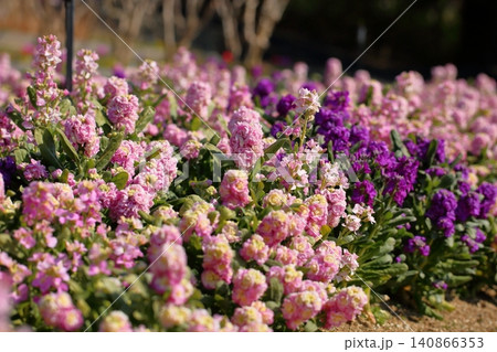 爽やか 春花 ストックの花 爽やか 春花 ストックの花 140866353