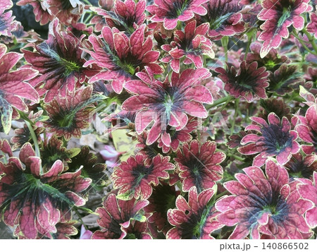 Miana or Coleus (Plectranthus scutellarioides), which is known for its colorful leaves Miana or Coleus (Plectranthus scutellarioides), which is known for its colorful leaves 140866502