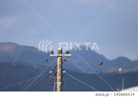 電線にとまるドバトと山並み 電線にとまるドバトと山並み 140866514