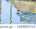 水面を泳ぐカワアイサ 140866554