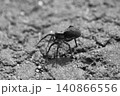 地面を這う蜘蛛の生命感 140866556
