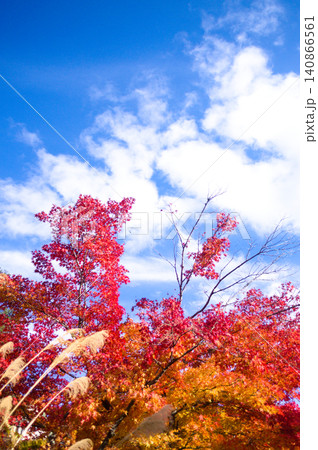 青空に映える紅葉とススキ 青空に映える紅葉とススキ 140866561
