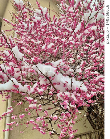 2月、雪が積もった紅梅の木 2月、雪が積もった紅梅の木 140866616