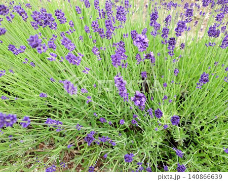 紫色のラベンダーの花が咲くハーブガーデンのクローズアップ 140866639
