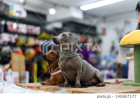 Two dachshunds standing on pet store counter 140867177