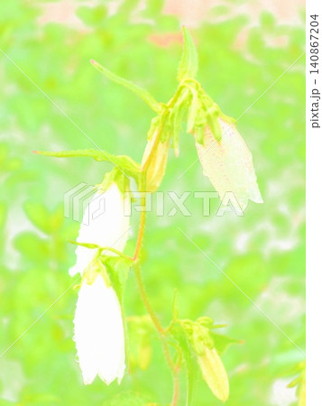 雨で一つだけ透明になったホタルブクロの花（afw20260603142235） 140867204