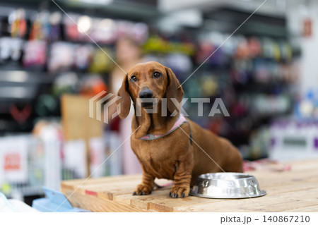 Dachshund standing on pet store counter Dachshund standing on pet store counter 140867210