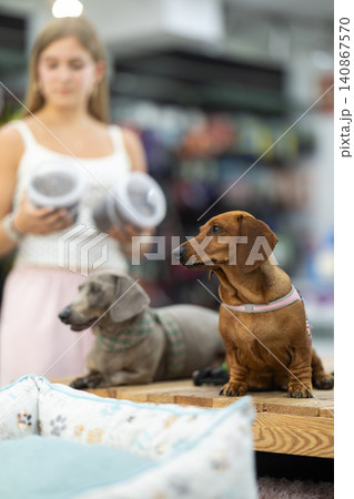 Two dachshund dogs sit on a table in a pet store against the background of a teenage girl 140867570
