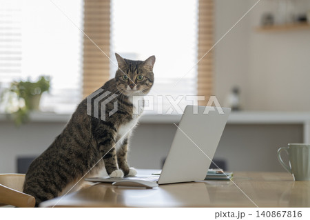 ノートパソコンと猫 140867816