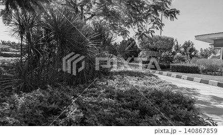 Beautiful daytime landscape captures a neatly manicured tropical garden path blooming with green shrubs, dark red ornamental cordyline plants. A curved asphalt road bordered by yellow black concrete Beautiful daytime landscape captures a neatly manicured tropical garden path blooming with green shrubs, dark red ornamental cordyline plants. A curved asphalt road bordered by yellow black concrete 140867859