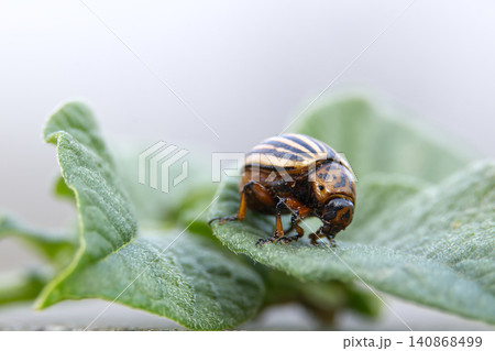 Colorado potato beetle crawling on a fuzzy green leaf in macro detail Colorado potato beetle crawling on a fuzzy green leaf in macro detail 140868499
