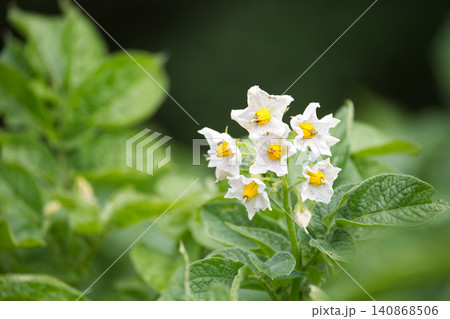 Delicate white potato flowers bloom with yellow centers on a green leafy plant Delicate white potato flowers bloom with yellow centers on a green leafy plant 140868506