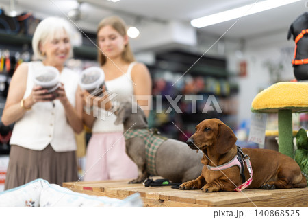 Two dachshunds standing on counter while owners choose pet food Two dachshunds standing on counter while owners choose pet food 140868525
