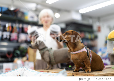 In fitting area, two dogs dachshund breed sitting on table for animals in pet store 140868527