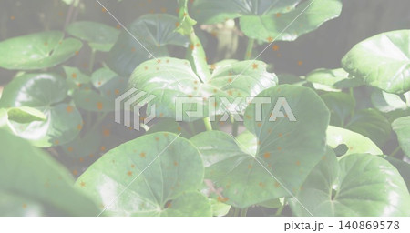 Displaying cluster of broad heart-shaped leaves as groundcover in shaded garden, with orange specks 140869578