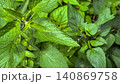 緑色の背景、新緑の背景、植物の背景、緑の風景、一面のメドーセージの葉 140869758