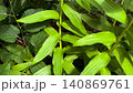 緑色の背景、新緑の背景、植物の背景 140869761