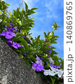 青空に映えるバンマツリの花、蕃茉莉の紫と白い花、石垣の上のバンマツリの花、石塀の上に咲く植物 140869765