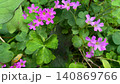 イモカタバミのピンク色の花、ピンク色のかわいい花、野草の花 140869766