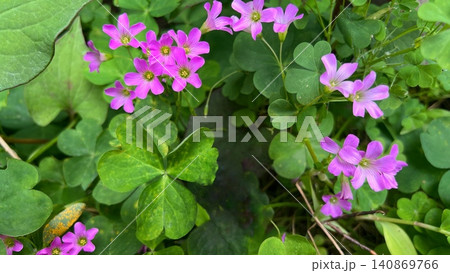 イモカタバミのピンク色の花、ピンク色のかわいい花、野草の花 140869766