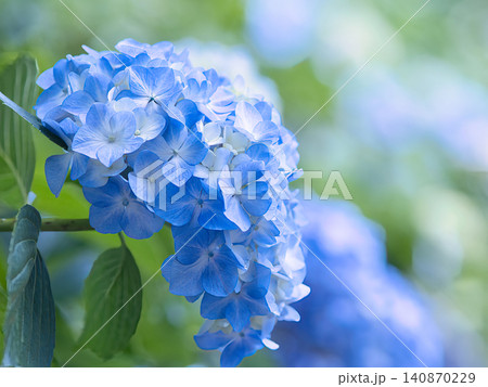 青い紫陽花 140870229
